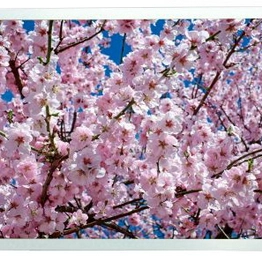 RS 2540015 image